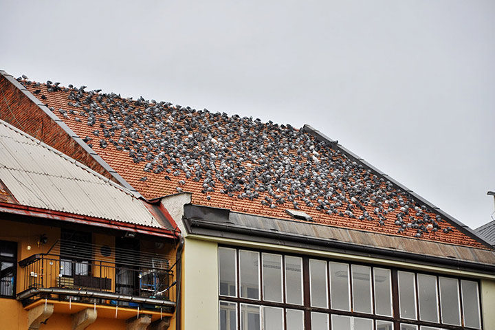 A2B Pest Control are able to install spikes to deter birds from roofs in Beddington Corner. 