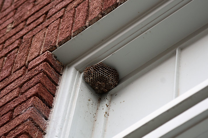 We provide a wasp nest removal service for domestic and commercial properties in Beddington Corner.